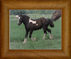 Northern Lights Take Me Away ~ SeaYa ~ 2016 ~ Northern Lights Optimus Prime x SD Amelia Pond ~ Sold